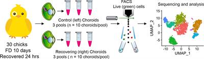 Single cell transcriptomics identifies distinct choroid cell populations involved in visually guided eye growth